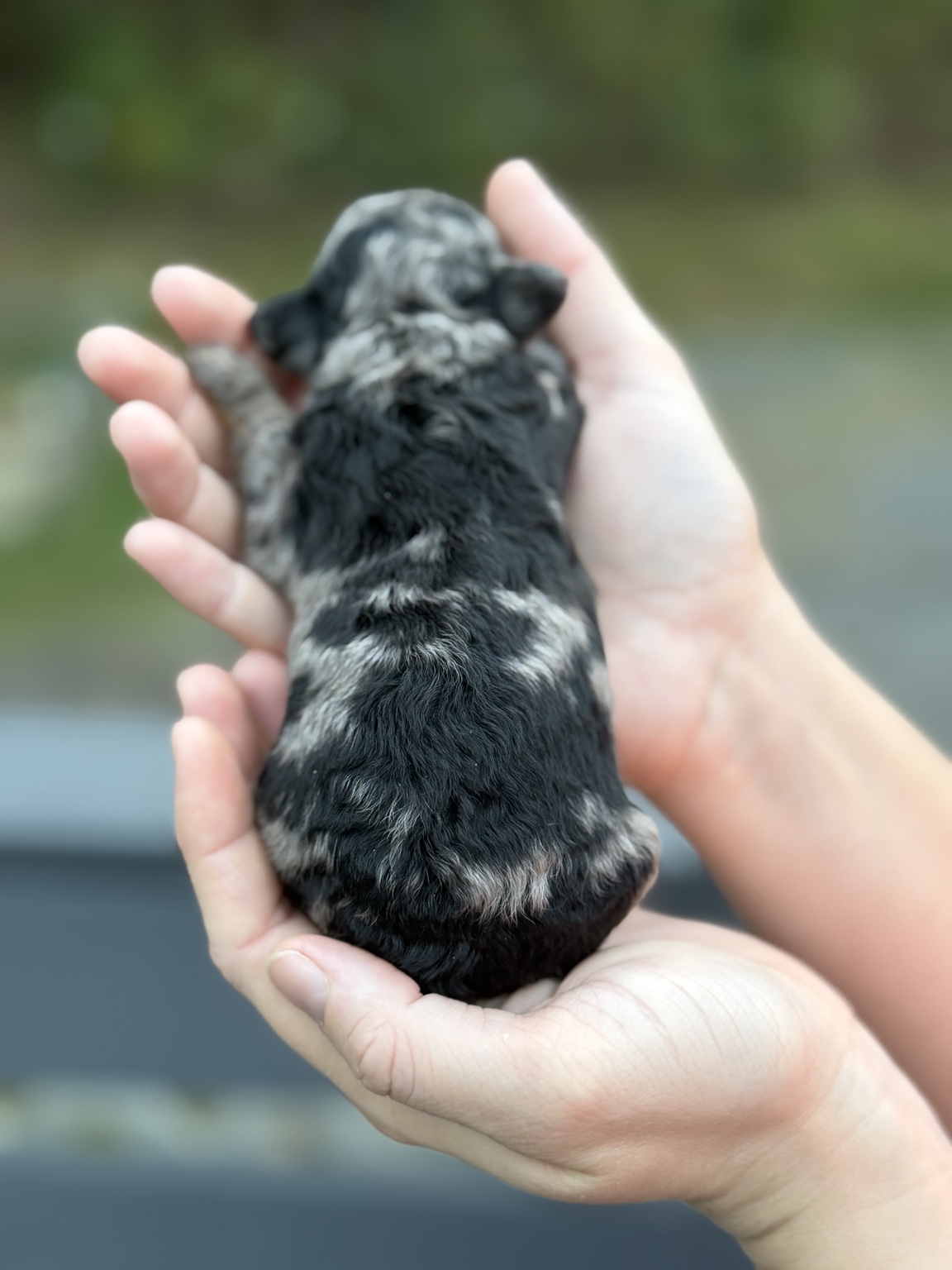Casper's dark merle coat photographed from above