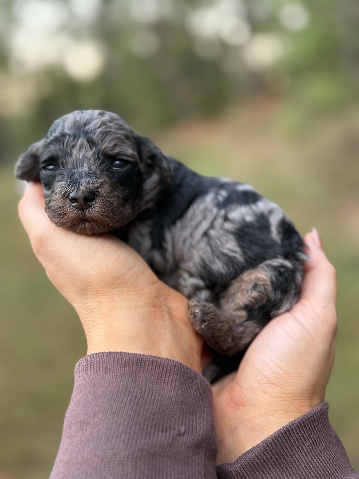 Casper, dark merle Toy Poodle puppy held gently outdoors