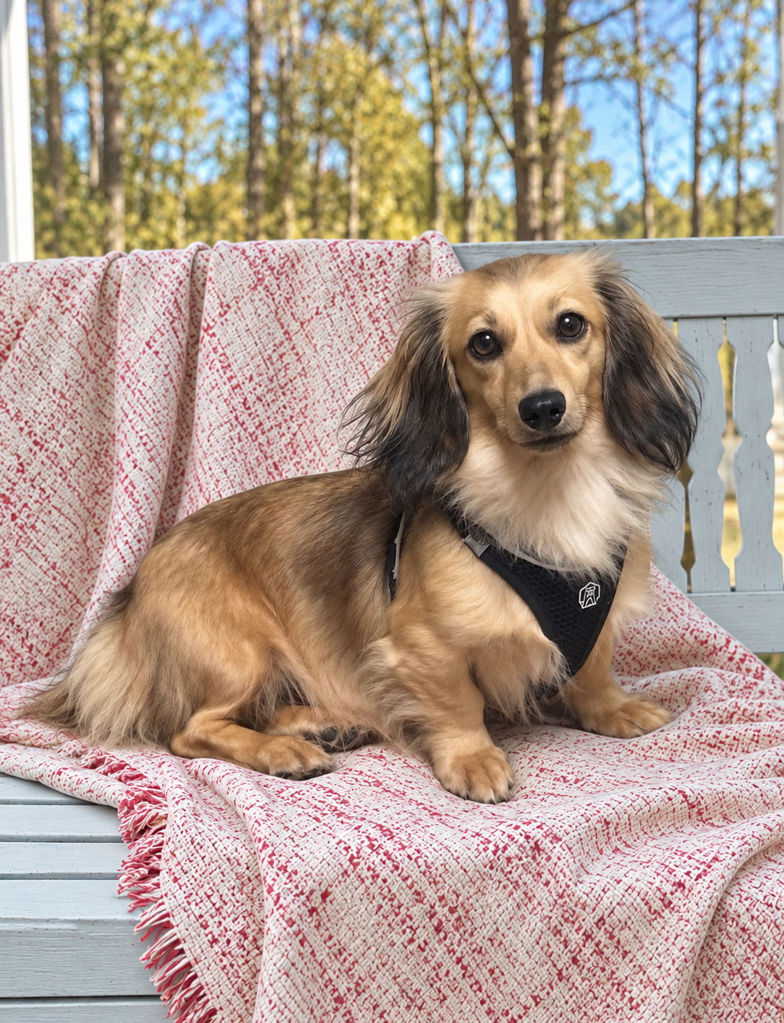 Darcy, our ten-pound miniature dachshund