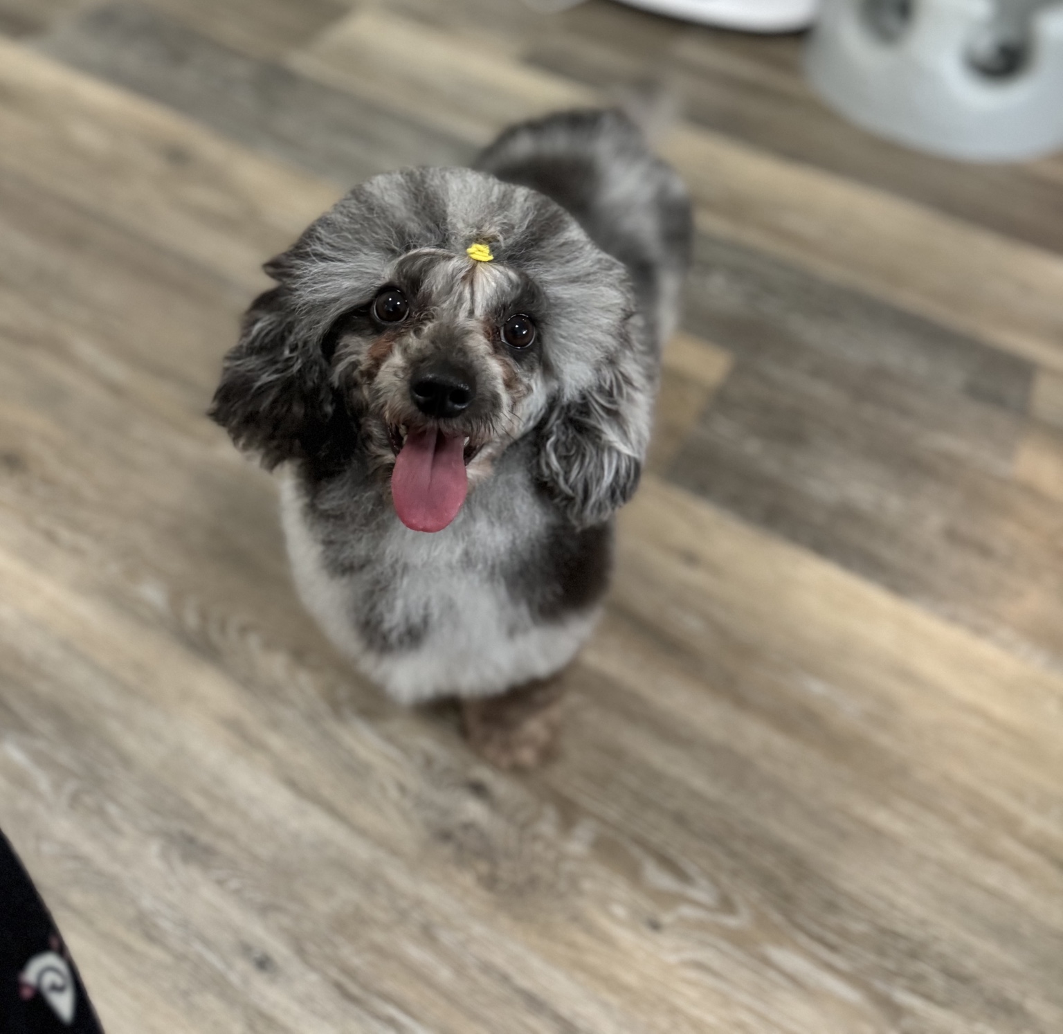 Pepper, our nine-pound Toy Poodle