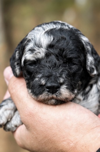 Close-up portrait of Pumpkin the merle Toy Poodle puppy