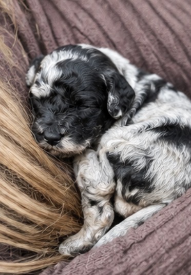 Pumpkin the merle Toy Poodle puppy curled up and cuddling