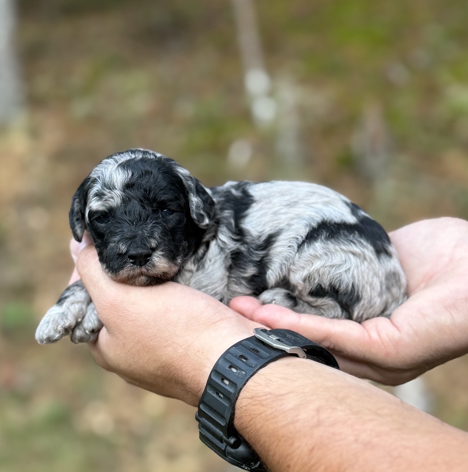 Pumpkin, black and silver merle Toy Poodle puppy resting in hands outdoors
