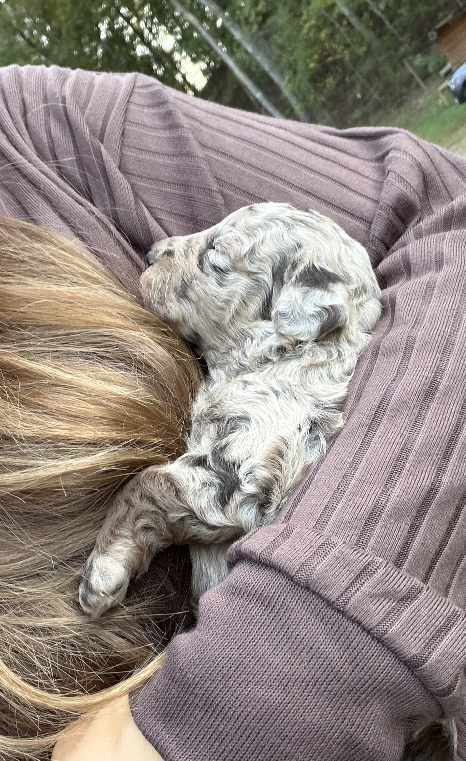 Snickers the Toy Poodle puppy being cuddled