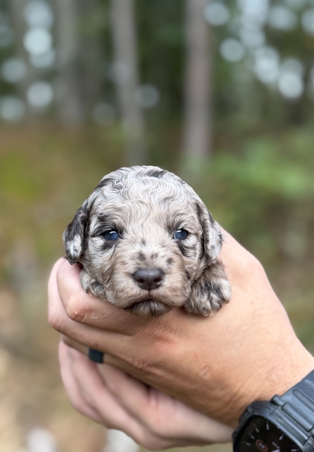 Close-up of Snickers the Toy Poodle puppy