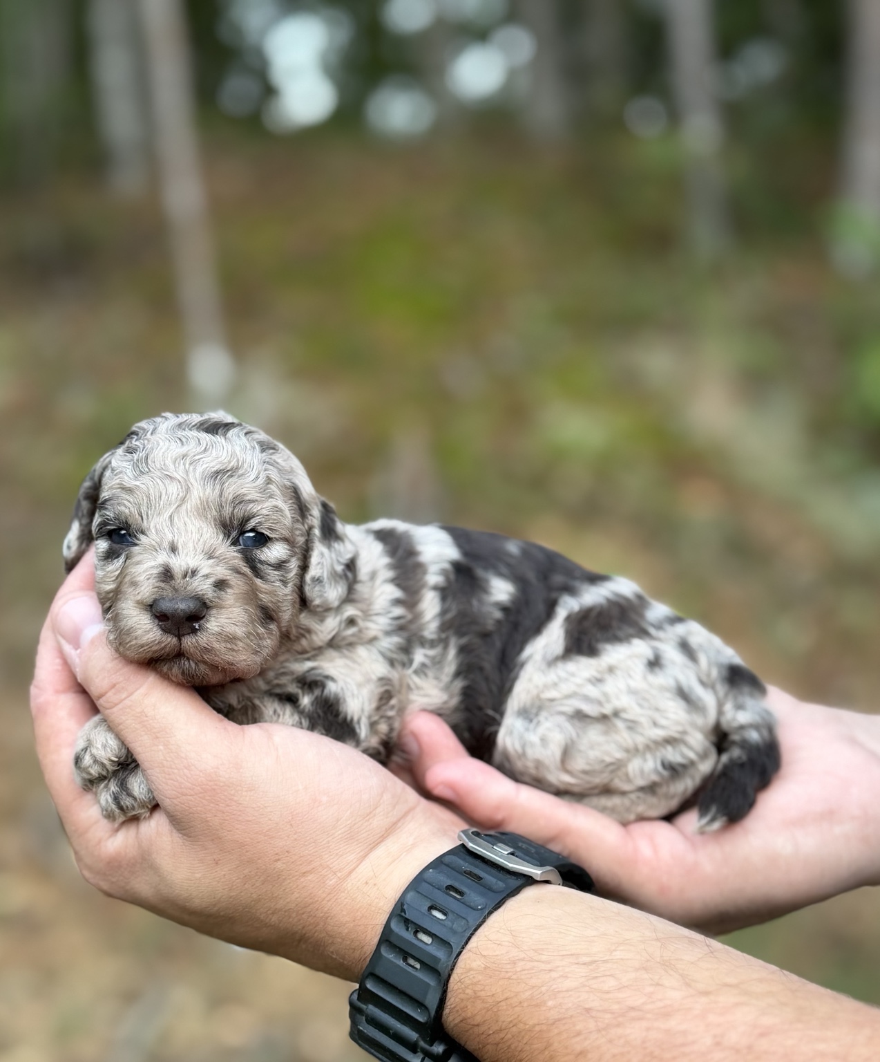 Snickers, merle Toy Poodle puppy resting in hands outdoors