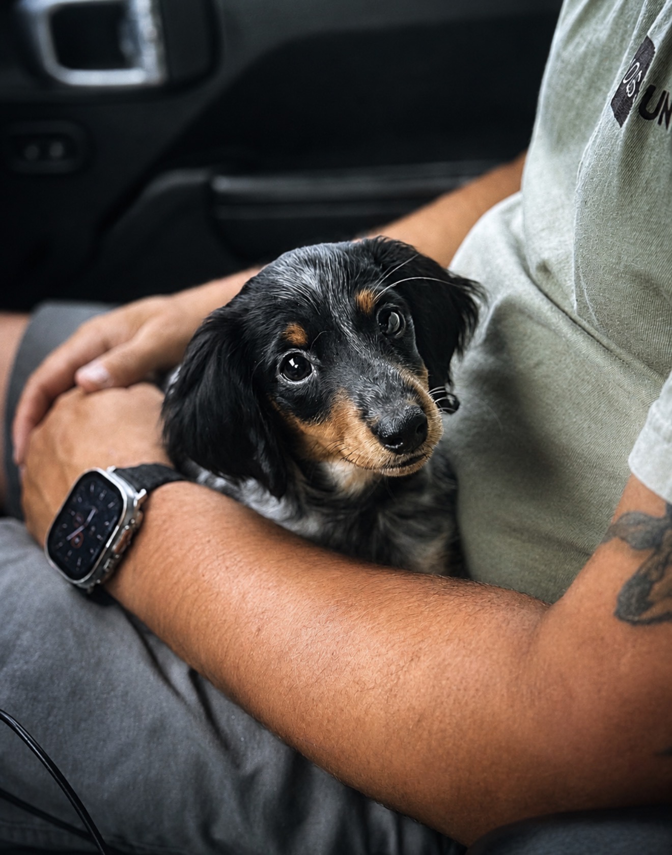 Tilly, our ten-pound miniature dachshund in her original photo