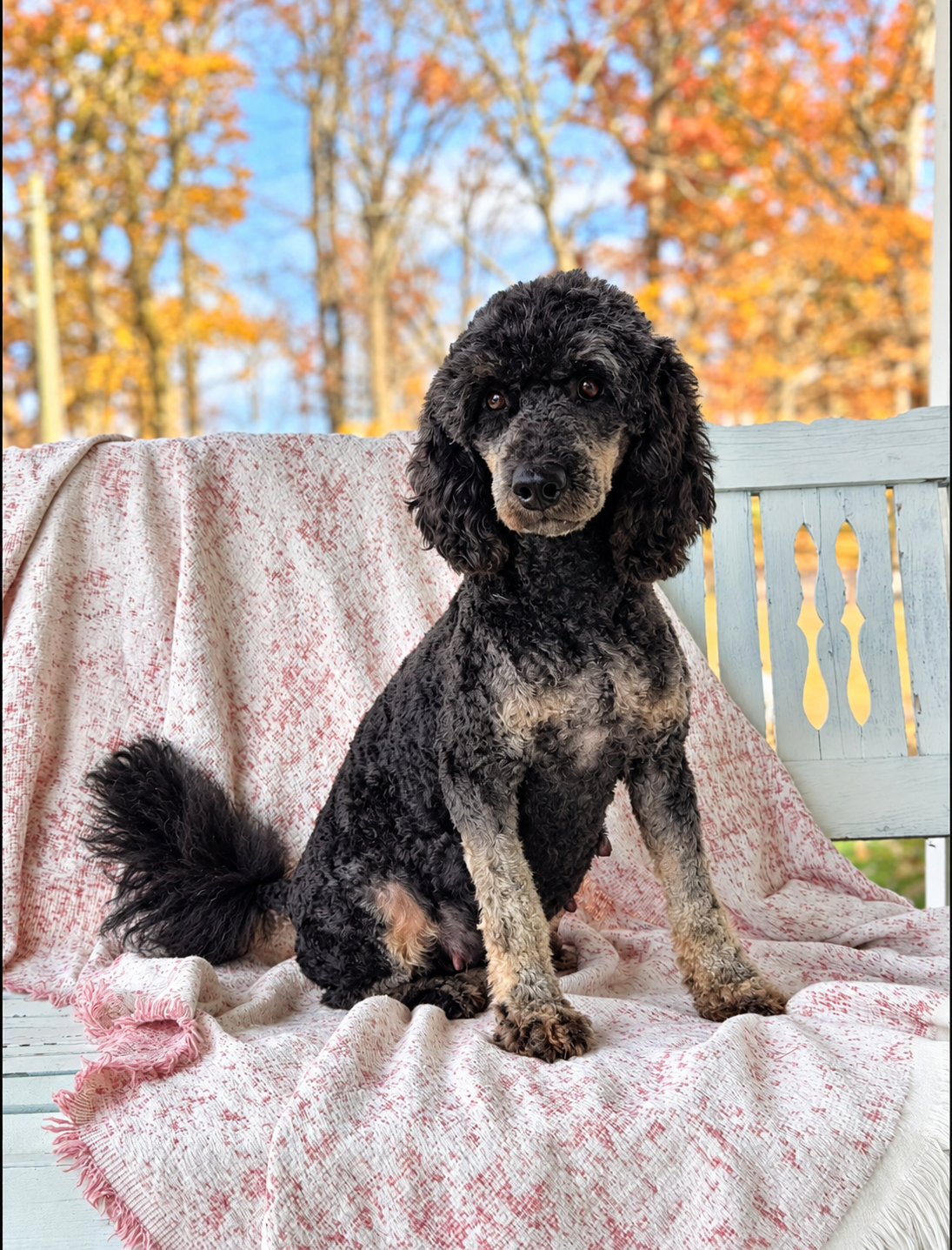 Willow, our miniature poodle, pictured on an autumn porch